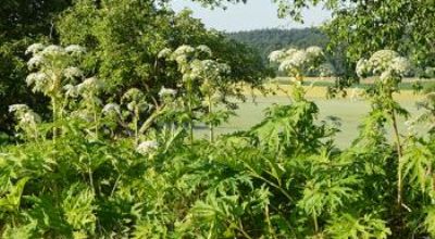 Heracleum mantegazzianum Heracleum mantegazzianum